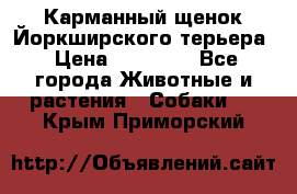 Карманный щенок Йоркширского терьера › Цена ­ 30 000 - Все города Животные и растения » Собаки   . Крым,Приморский